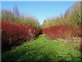 Path in Beehive Wood in DE12 6AJ