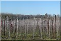 Orchard, Wenderton Farm, near Wingham in CT3 1EL