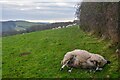 Rose Ash : Grassy Field & Sheep in EX36 4NP
