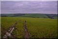 Romansleigh : Grassy Field in EX36 4NE