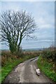 Romansleigh : Country Lane in EX36 4NW