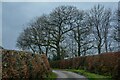 Meshaw : Country Lane in EX36 4NL