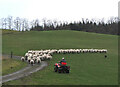 Moving the flock, Darnhall Mains in EH45 8QS