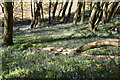 Bluebells, Sheffield Forest in TN22 3RN