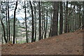Wooded ridge on Town Common in BH23 2TF