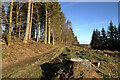 A forestry track on Pernassie Hill in TD7 5HD