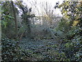 Ruins of glasshouses in Eaton Bray in LU6 2DJ