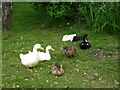 Ducks on Hankelow Green in Hankelow