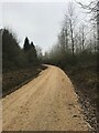 Regraded forest road in NN14 3BT