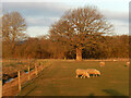 Sheep near Theddingworth in LE17 6QQ