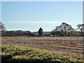 Field south and west of Coxhall Road in IP9 2BA