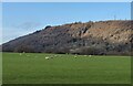 Sheep below the Wrekin in TF6 5BE