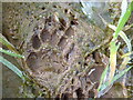 Animal footprint in the field in ST20 0JA