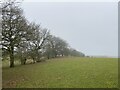Row of trees marking field edge in SK11 0QE