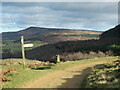 Path junction above Scarth Nick in DL6 3DL