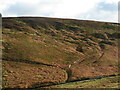 Sheep descending the moor side in DL6 3DL