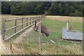 Ostrich in Hainault Forest Park in IG7 6ES