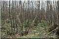 Coppicing by Sweets Lane in ME19 6BA