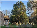 Tree at St. Mary Magdalene church (Turnastone) in HR2 0RD