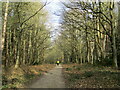 Cyclist in the woods in NG20 0EP
