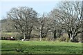 Field and trees near Bog Farm in BH21 7JS