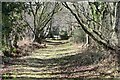 Tree-lined path past Grixey Farm in BH21 7JS
