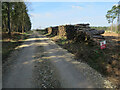 Log piles in Thetford Forest in IP27 0SS
