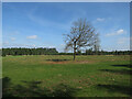 Deciduous tree in Wangford Warren in IP27 0SS