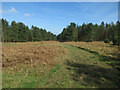 Thetford Forest near Mayday Farm in IP27 0SS
