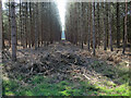 Stump row in conifer plantation in IP27 0SS