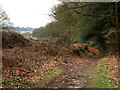 Cumbers Lane by Ship Copse, near Borden in GU31 5DA