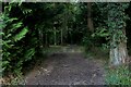Track in Southleigh Wood in BA12 7BP