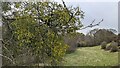 Mistletoe tree by the River Teme (Bromfield) in SY8 2HY