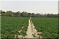 Footpath across field in TN27 9PP
