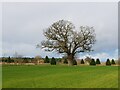 Lone tree in large lawn, Coughton Lodge in B49 5HT