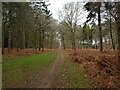 Bridleway through Coughton Park woodland in B49 5JL