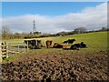 Cattle near Lower Park Farm, New End in B96 6LH