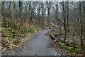 Footpath in Bothwellhaugh Plantation in ML4 2SR