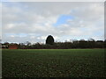 Field of oilseed rape near Widmerpool station in NG12 5RR
