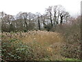 Reedbed, Idle Valley Nature Reserve in DN22 8SD