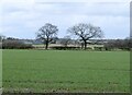 Open farmland in CW9 6NX