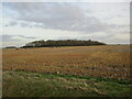 Stubble field and Fox Covert in Kirkby la Thorpe & South Kyme Ward