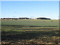 Oilseed rape crop, Letham in EH41 4NW