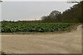 A field of brassicas in East Sutton