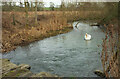 Swan on the Windrush in OX18 4DS