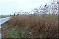 Tall grass by Newmarket Road near Stretham in CB6 3LJ