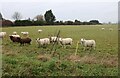 Sheep by Burwell Road, Reach in CB25 0FU