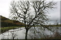 Tree at Glendrissaig Reservoir in KA26 0LS