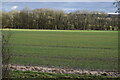 Field south of Heaverham Road, looking towards Hill's Wood in TN15 6NE