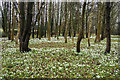 A fine display of Snowdrops in GL18 1JX